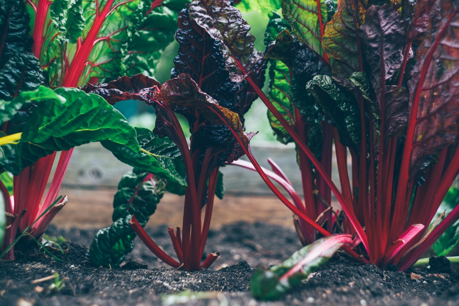 The Future of Gardening: High-Tech Tools for Green Thumbs