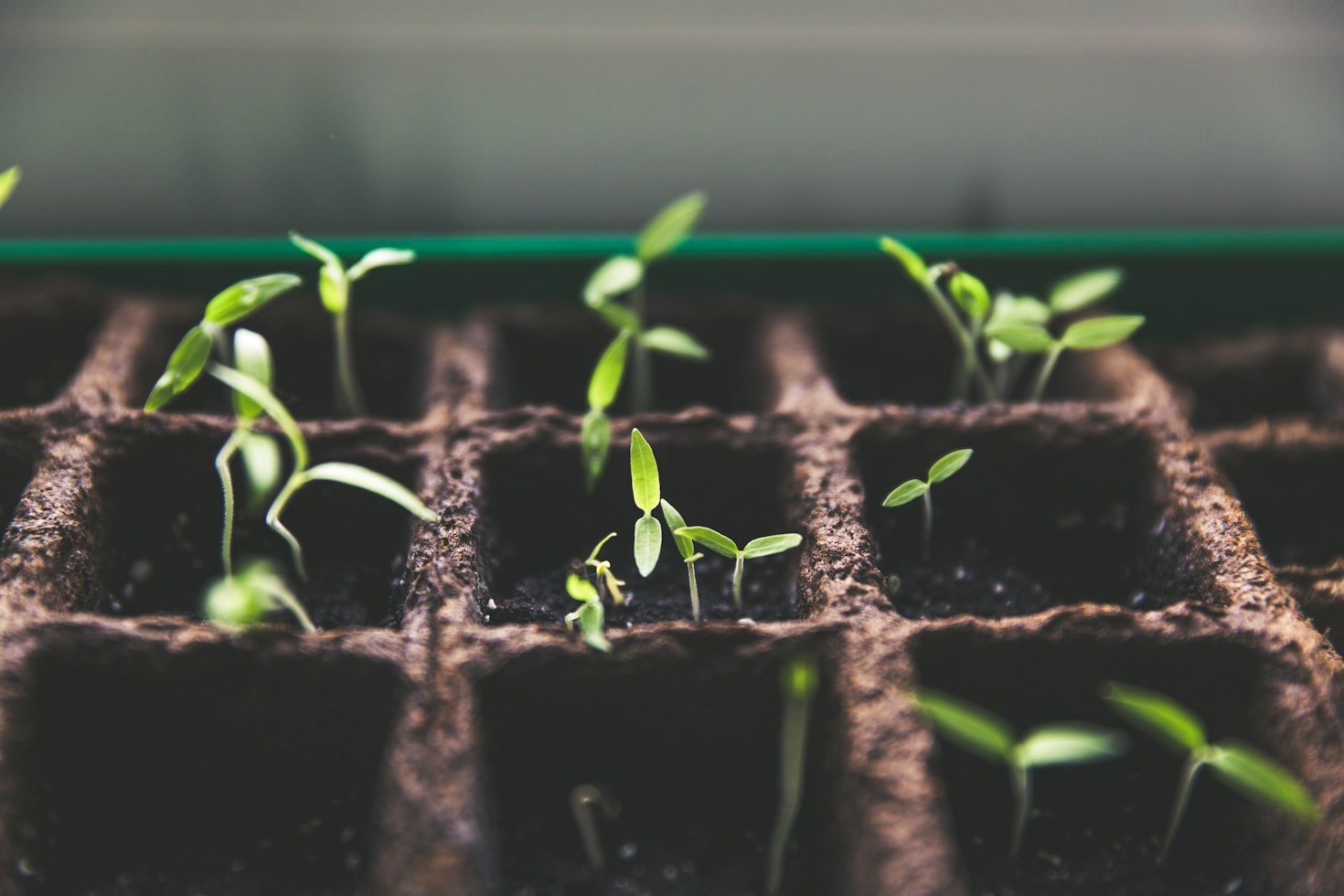 Top Ten Apps for Nature Lovers and Plant Enthusiasts