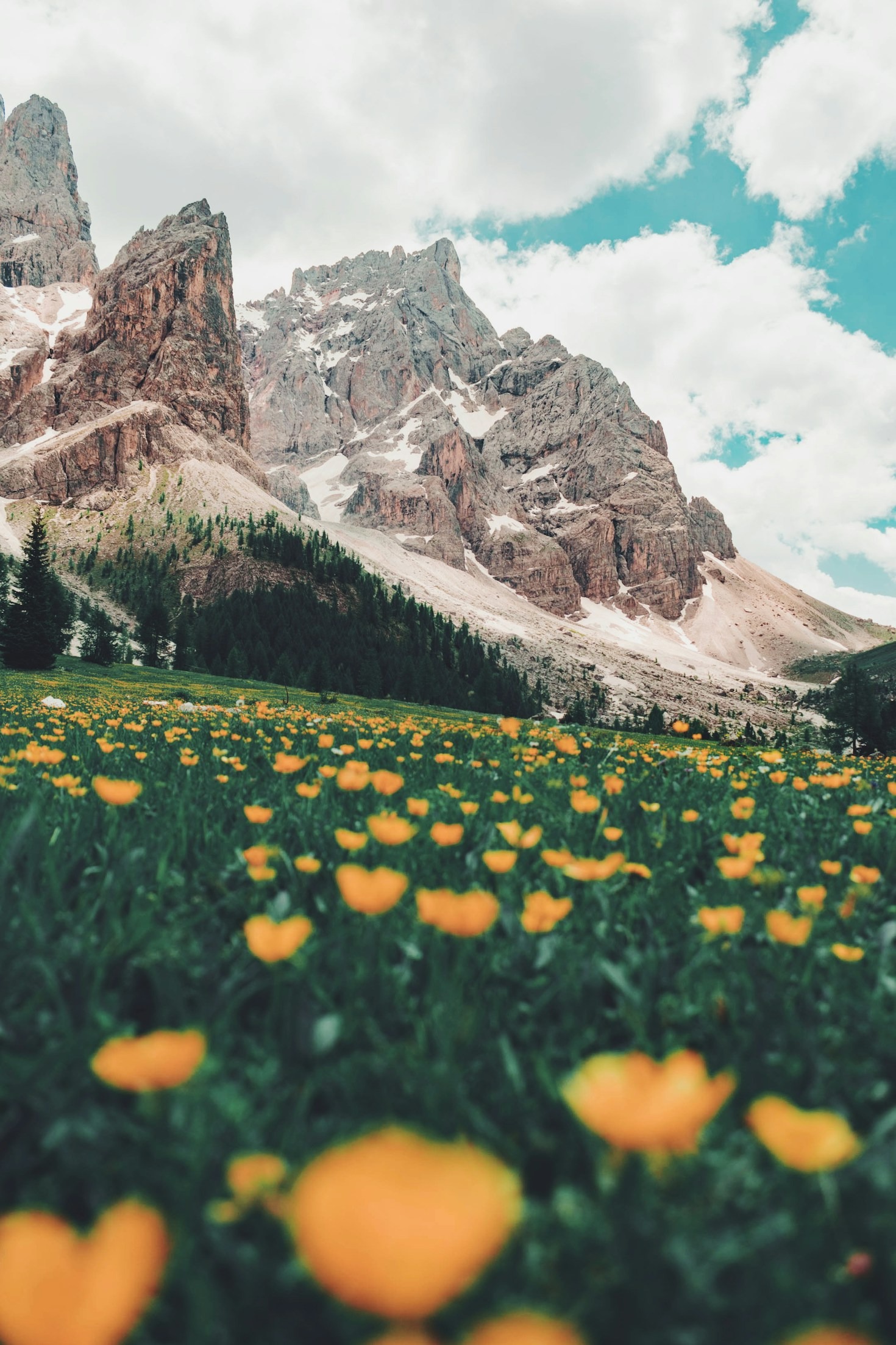 The Role of Artificial Intelligence in Modern Botany